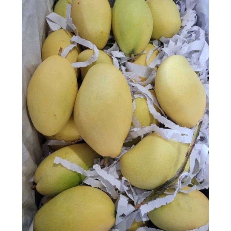 

Mangga Gold Thailand
