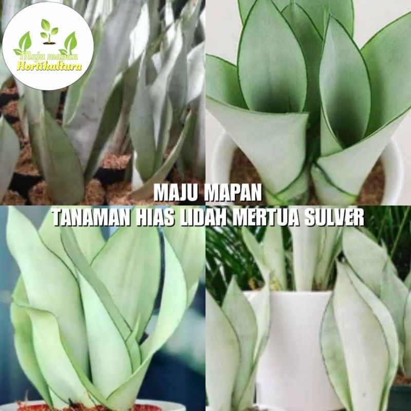 TANAMAN LIDAH MERTUA SILVER