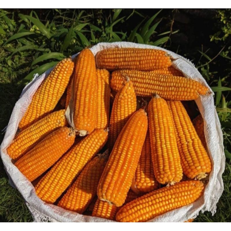 Fungisida obat jamur anti Bulai Dan Busuk Batang Jagung ampuh Metazym 250 ml