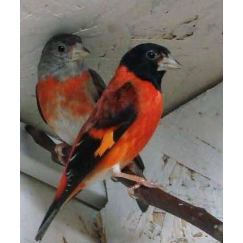 BURUNG RED SISKIN KLASIK SEPASANG DEWASA