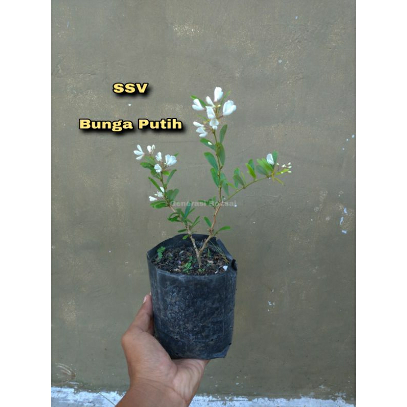 Bahan Bonsai Tanaman Saeng Simbur Vietnam Bunga Putih