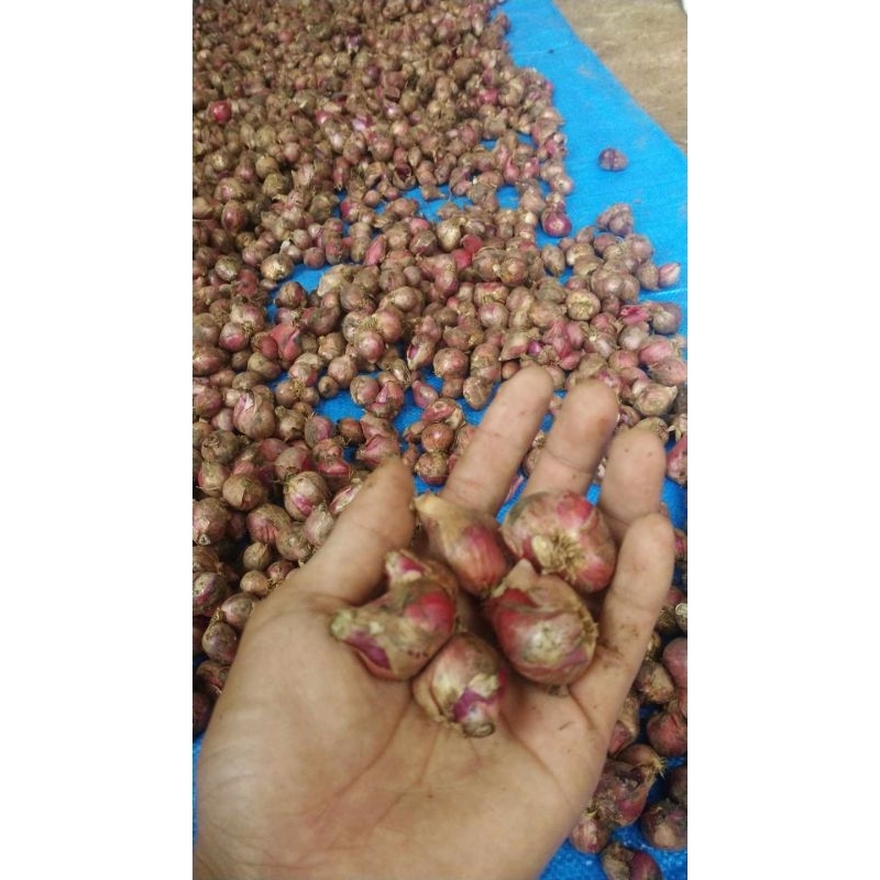

bawang merah 1kg berkualitas