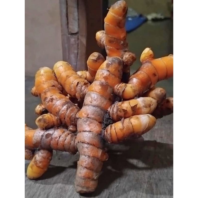 

kunyit/indukkunyit