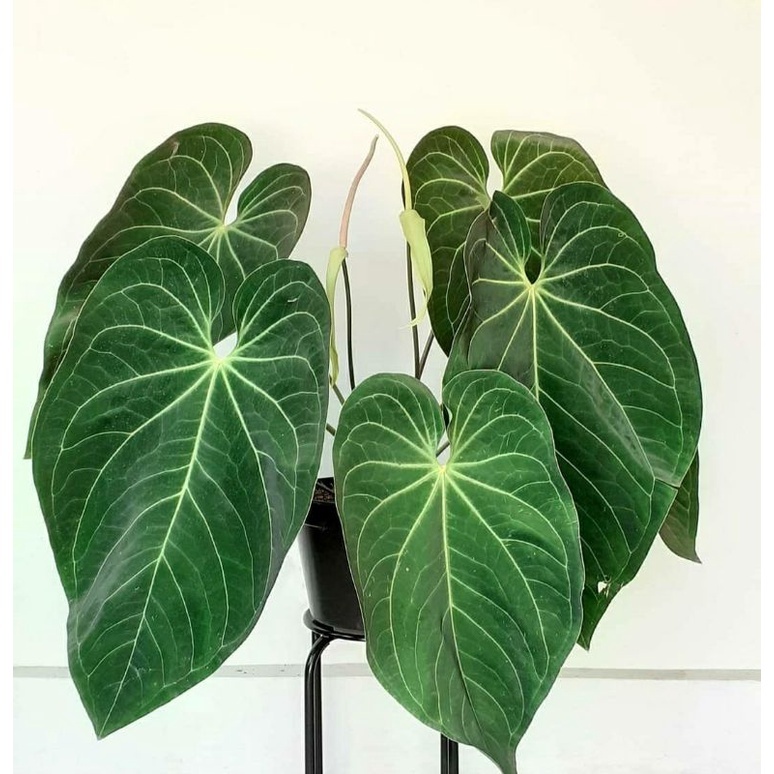 Tanaman hias anthurium magnificum verde super jumbo