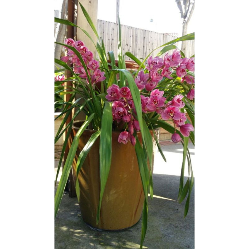 Anggrek Cymbidium Pink Rose