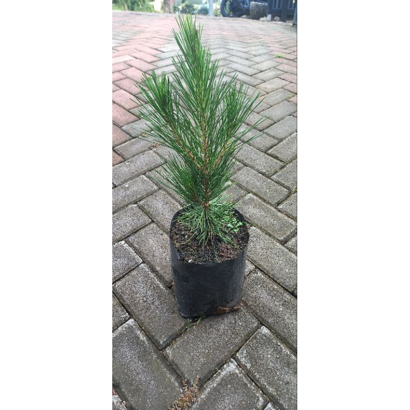Bahan Bonsai Black Pine