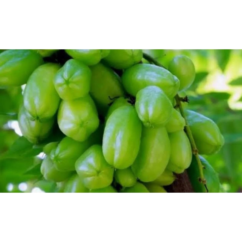 

belimbing wuluh lagsung petik 100gr