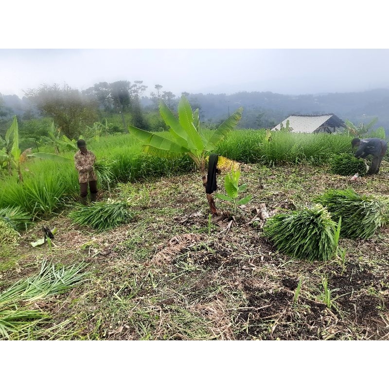 Bibit Rumput Odot/Gajah mini