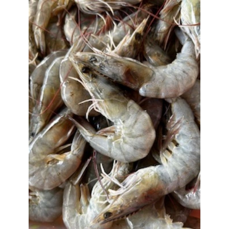 

Udang kasar 1kg