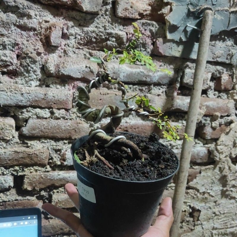 Pot Dekorasi Bonsai Siap Pajang Ulmus Golden