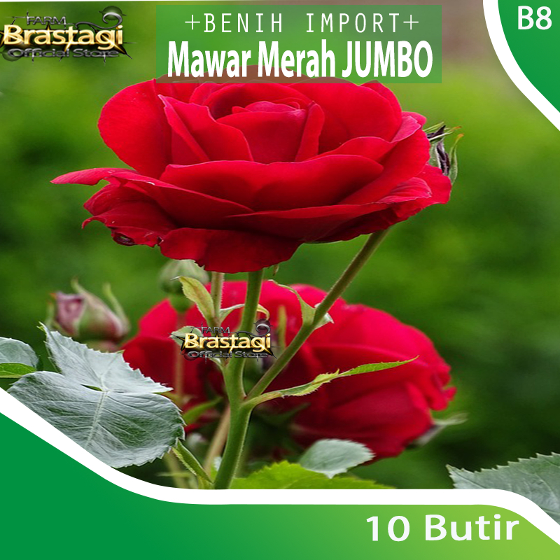 FBTG - 10 Benih Bibit Biji Bunga Mawar Merah Jumbo Besar - Big Red Rose Premium Seed - Tanaman Hias Kualitas Premium -  Import - B8