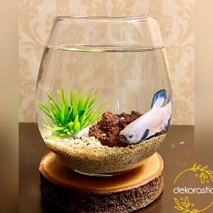 Terlaku 1 PAKET AQUARIUM MINI IKAN CUPANG TUSKANI  AQUARIUM BULAT AESTHETIC  VAS IKAN KECIL