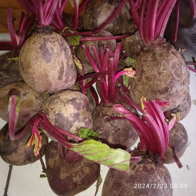 

Buah Beet