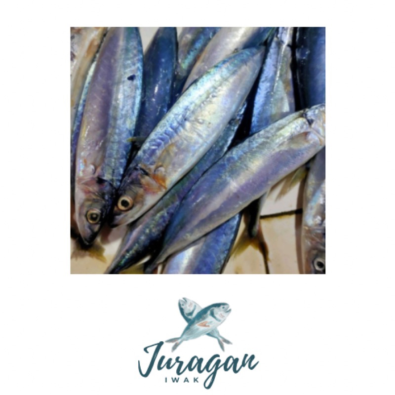 

Ikan Salem (1 kg dan 500gr)