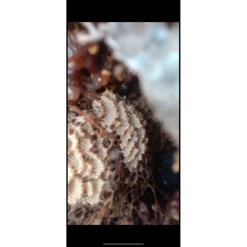 koloni klanceng biroi super sulawesi