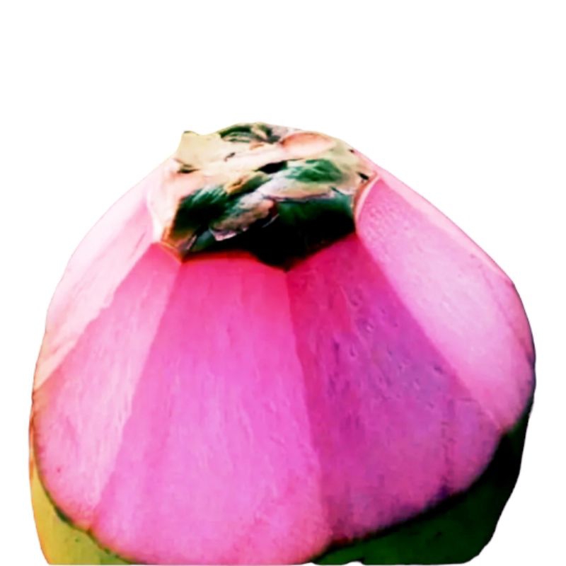 

Kelapa Ijo wulung obat