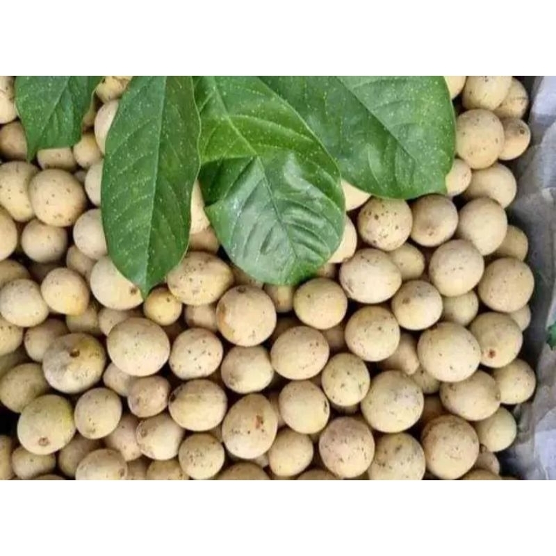 Buah duku 1 kg