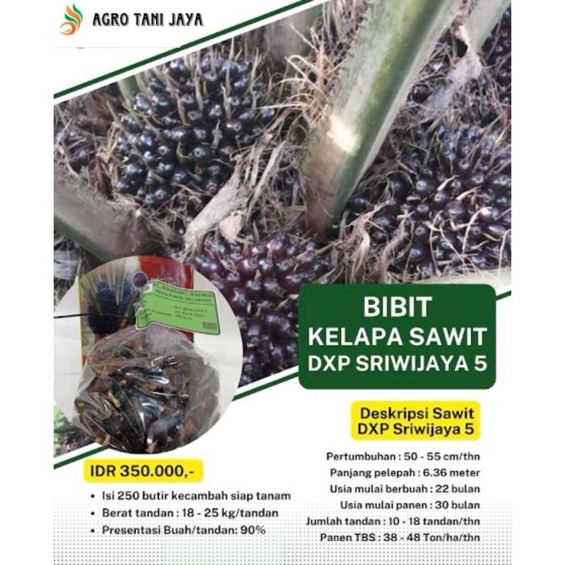 Terlaris Sriwijaya 5 Bersertifikat Dan Buku Panduan Menanam