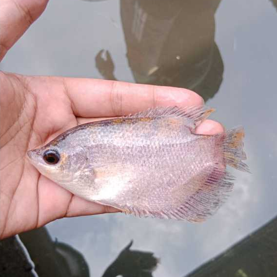 (20 Ekor) Bibit ikan Gurame Tasikmalaya - Mix 10 Gurame Blorok / Gurame Merah & 10 Gurame Hitam - Uk
