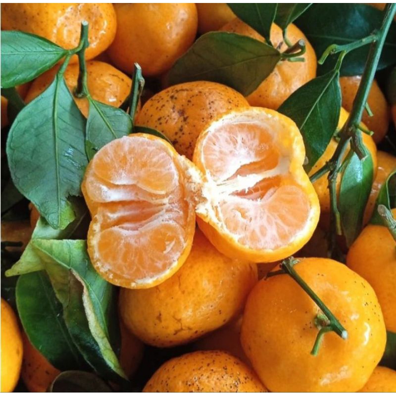 

MURAH Jeruk Shantang Madu