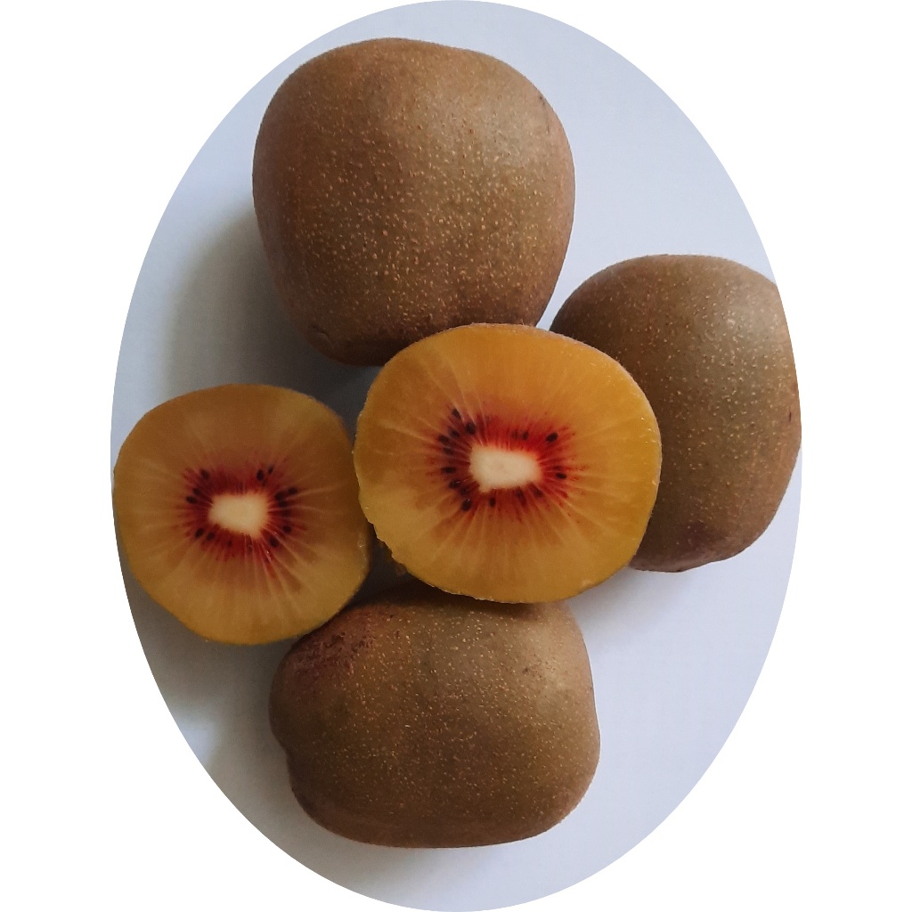 20 Biji Benih Buah Kiwi Merah