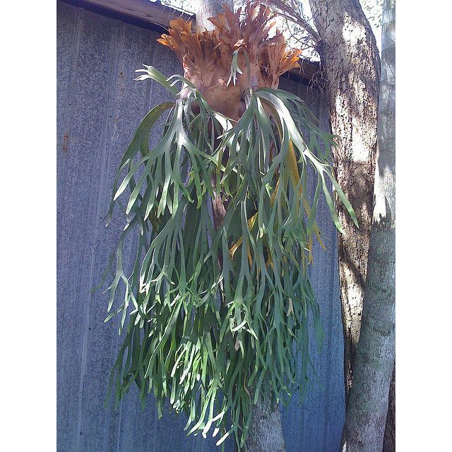 Tanaman hias platycerium willinckii | tanduk rusa jumbo