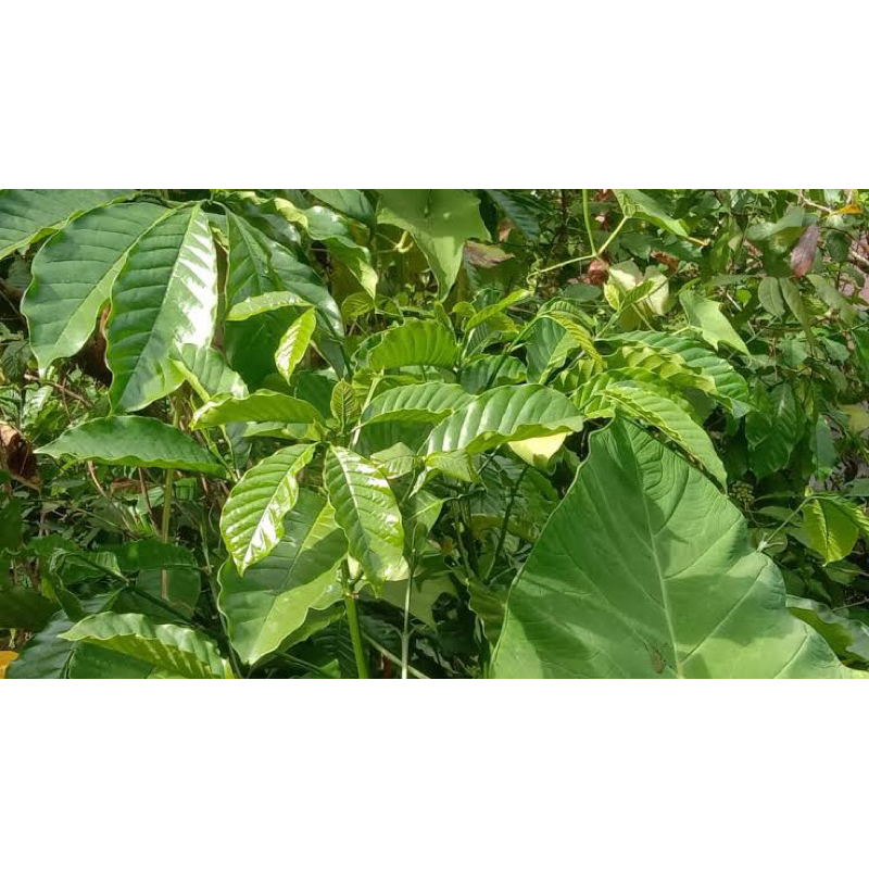 

DAUN KOPI SEGAR PAKET 1 kg