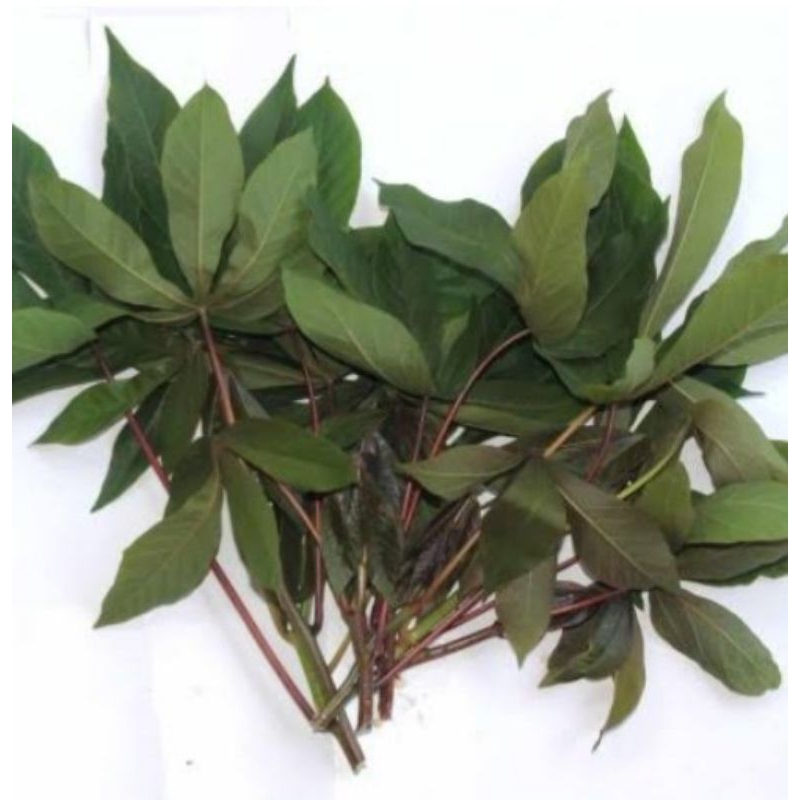 

Daun singkong sayur 1iket 250 gram