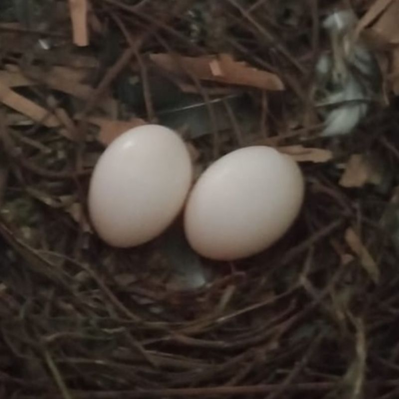 

Telur Merpati Fertile (Untuk Ditetaskan ) Asli Keturunan Burung Juara Garansi 100% | Telur Burung Dara Trah Juara Legend Pantura