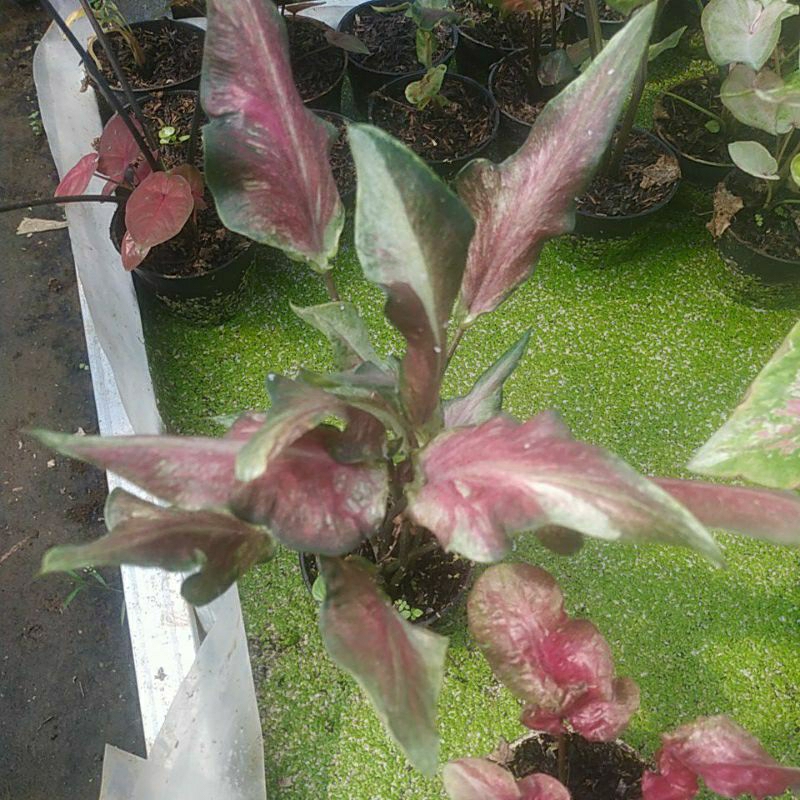caladium hybrid