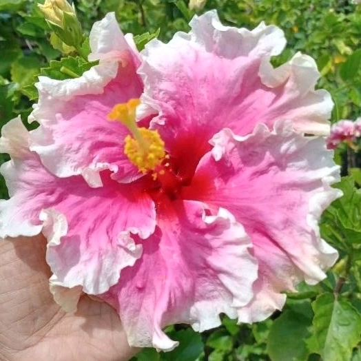 Tanaman hias hibiscus Import Maghisa termurah /hibiscus import maghisa /hibiscus tumpuk bangkok /lal