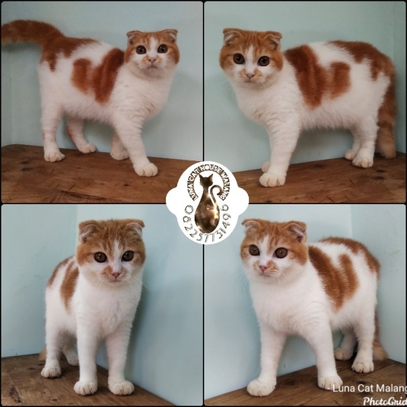 kucing scottish Fold