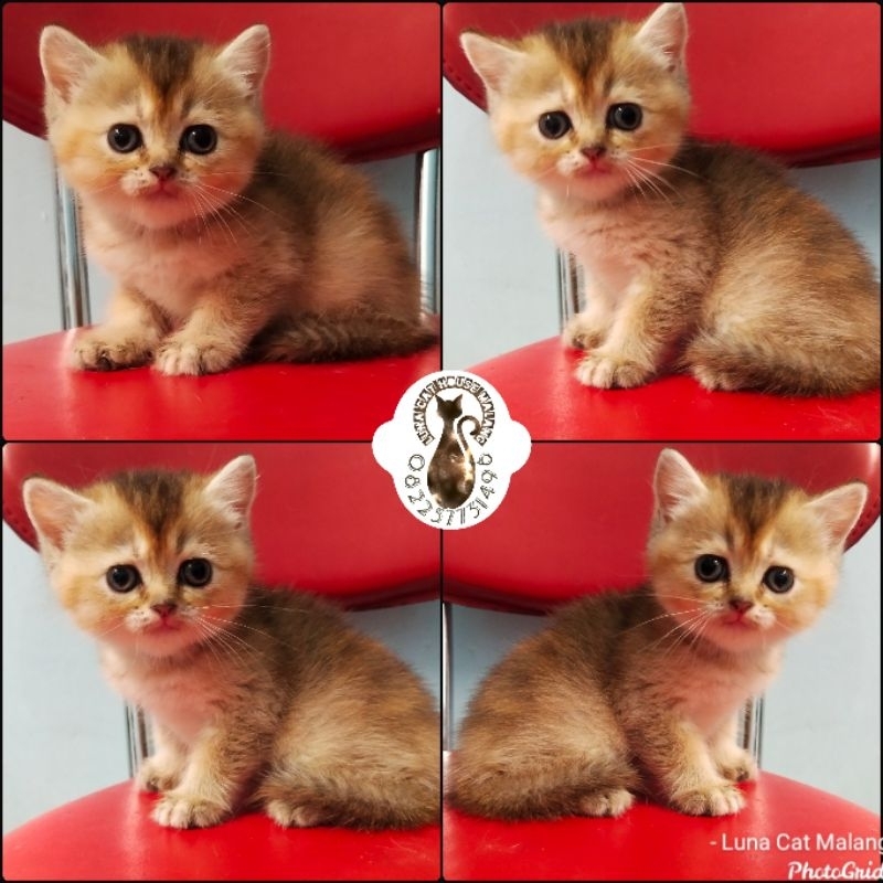 kucing british shorthair (BSH)