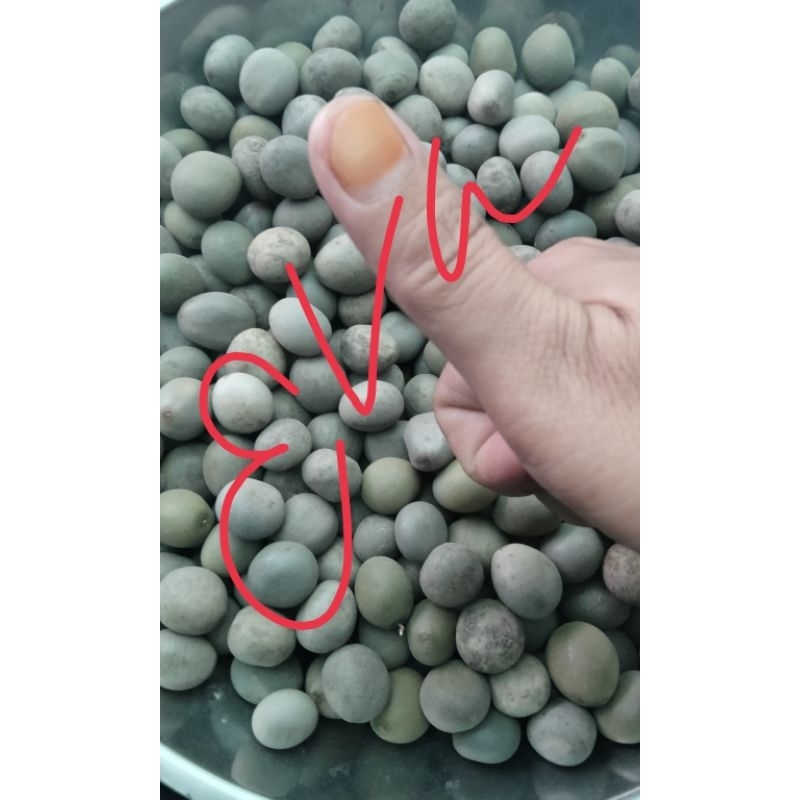 

Biji gorek andalan isi banyak