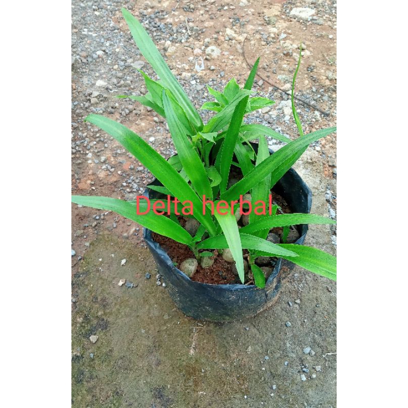 

bibit Bakung putih siap tanam