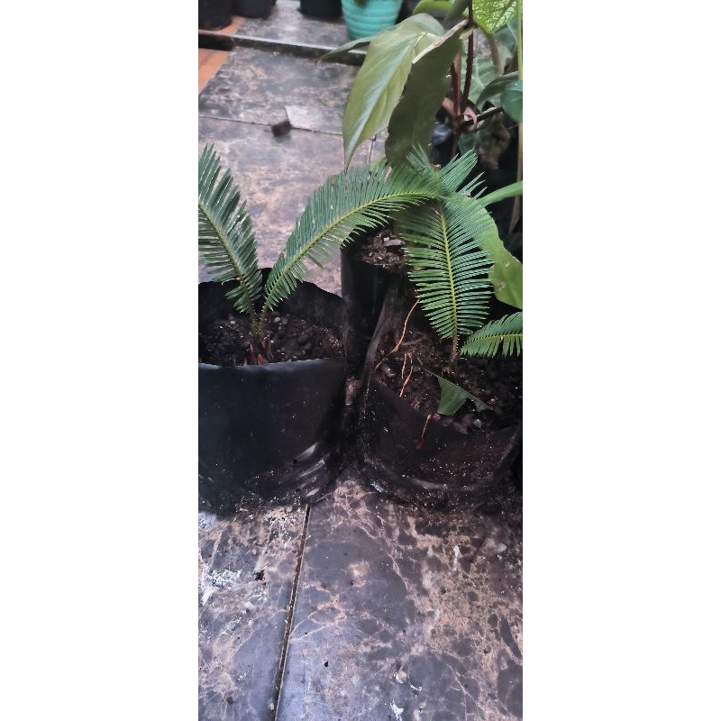 palem sikas/pakis haji