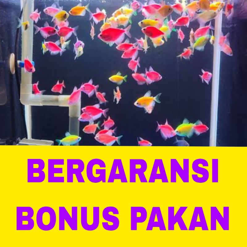 

ikan tetraisi 15 warna warni bergaransi