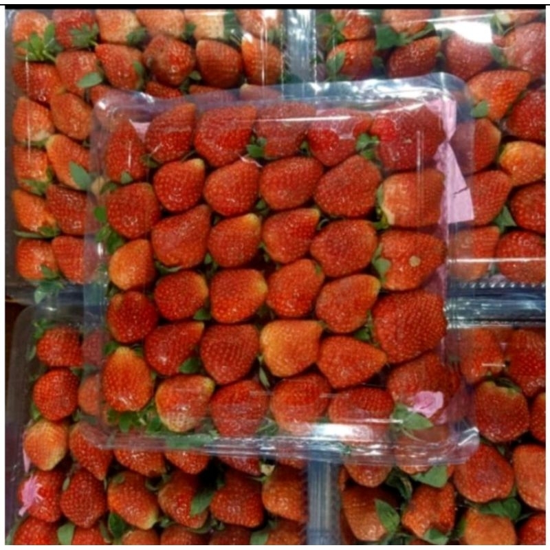 

BUAH STRAWBERRY MERAH FRESH