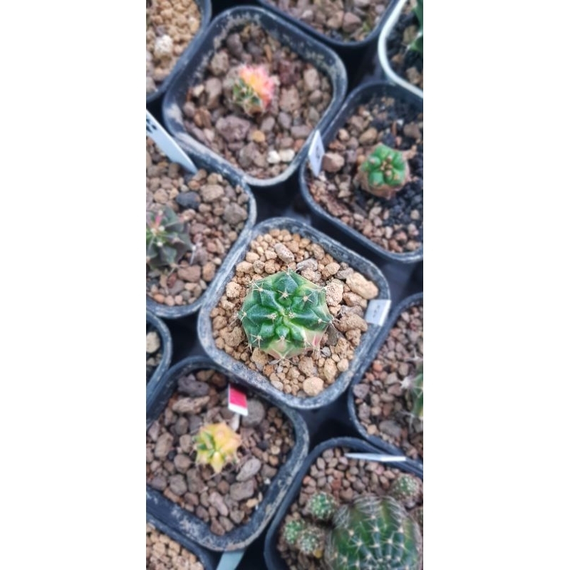 kaktus mini gymnocalycium mihanovichii k3