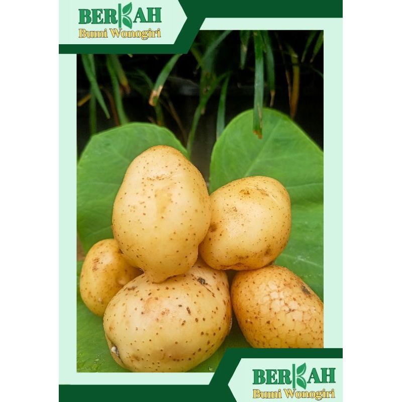 

Kentang kuning segar 1 Kg