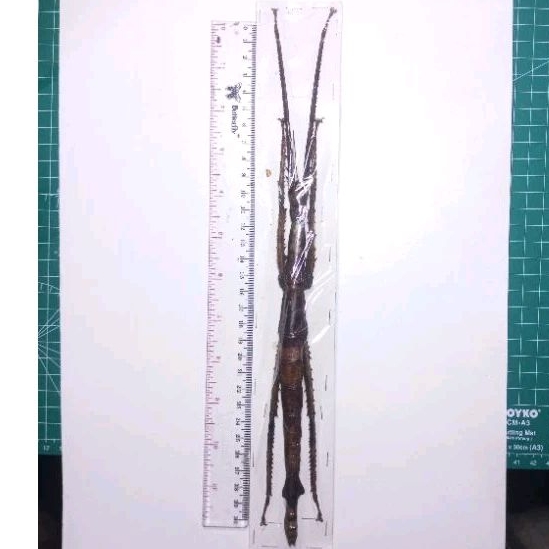 AWETAN SERANGGA UNIK BELALANG RANTING JUMBO