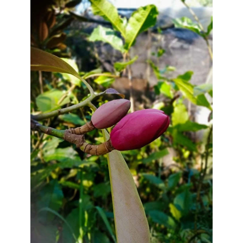 bunga cempaka merah asli 100%(hanya menjual bunga