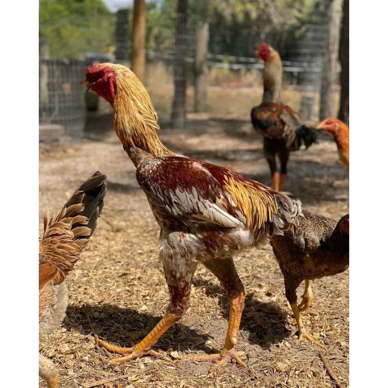 Promo 10 butir telur tetas ayam indio Gigante ori impor. Ayam. hias. ayam laga. ayam kampung