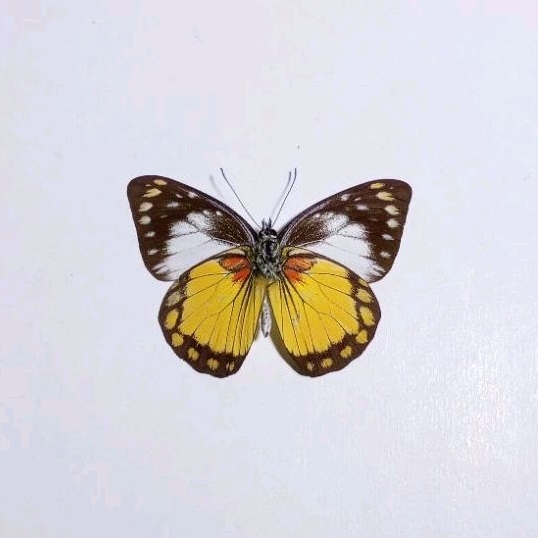 AWETAN SERANGGA KUPU KUPU ASLI INDONESIA