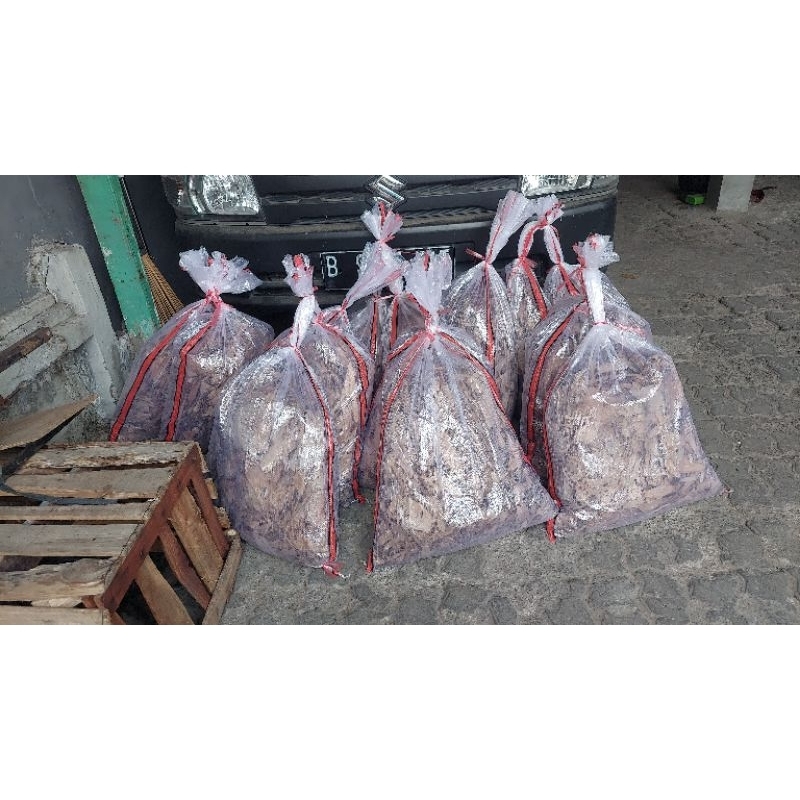 jangkrik alam dan jangkrik kalung