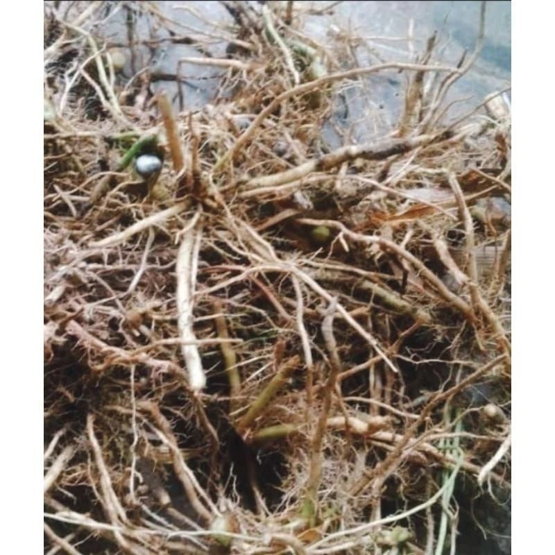 

Akar hanjeli / jali jali / jola jali segar untuk herbal 200gram