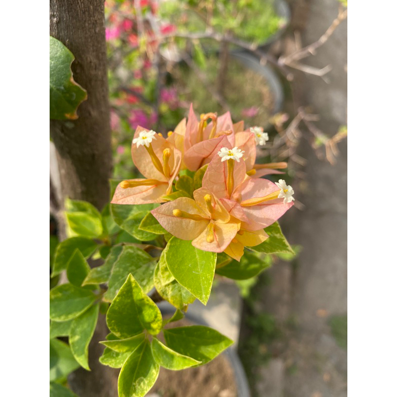 Bougenville Singapore Original