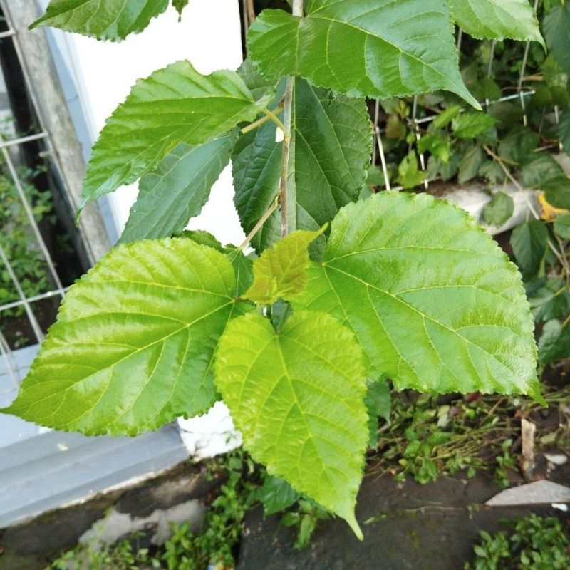 

daun murbei segar