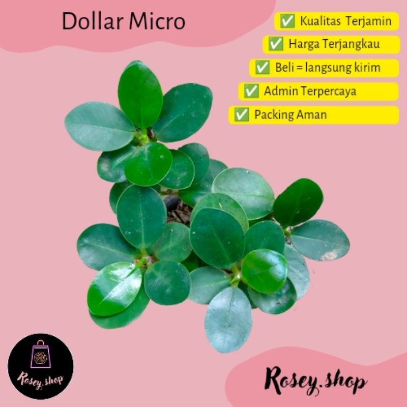 Dollar Micro / Dolar Beringin / Dolar Bonsai