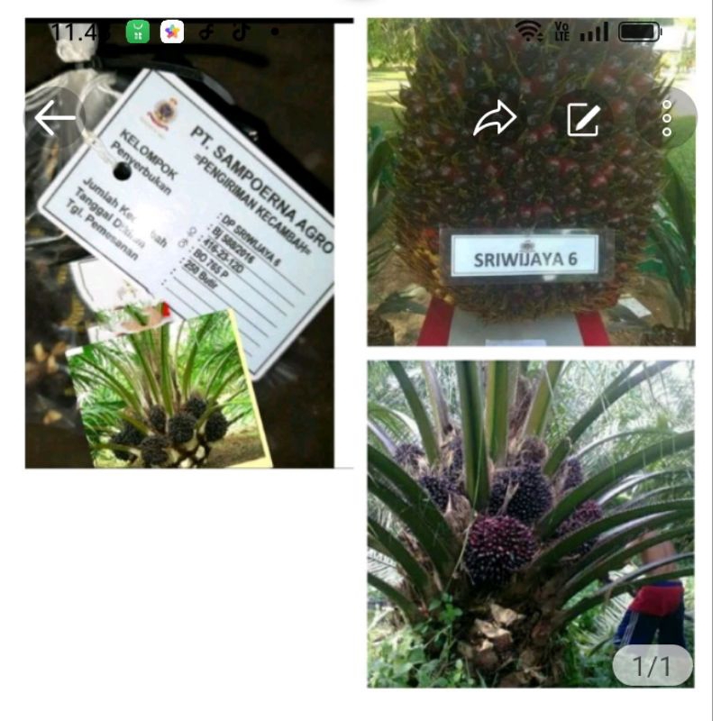 bibit unggul kecambah sawit DXP SRIWIJAYA 6
